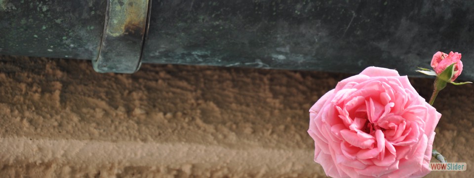 einsame_rose