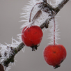 Makros